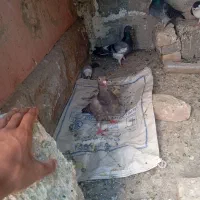 کفتر|پرنده|شیروان (خراسان), |دیوار