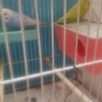 مرغ عشق|پرنده|مشهد, انقلاب|دیوار