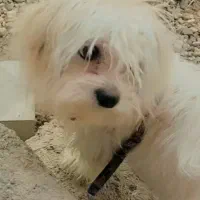 سگ شیتزو سوپر فلت|سگ|یاسوج, |دیوار