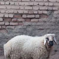 گوسفند نر فروشی