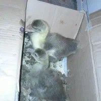 فروش غاز یکماه