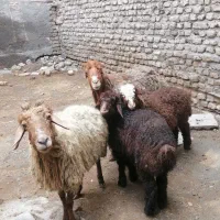 میش بره دار 2 تا جوان جوان