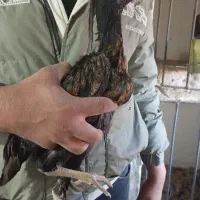 طاقچه مرغ لاری ایژی|حیوانات مزرعه|تربت جام, امام|دیوار