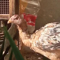 مرغ بومی اصیل