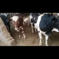 گوساله نر چاق