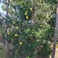 پرتقال تامسون تقربا زرد شدش پوست نازک شیرین ۴۵۰۰۰|خوردنی و آشامیدنی|هادی شهر, |دیوار