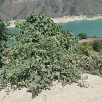 زمین دیزیجان با آب کشاورزی