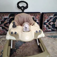 روروک سالم سالم‌|کالسکه و لوازم جانبی|میانه, |دیوار