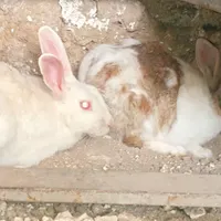 خرگوش بالغ بزرگ