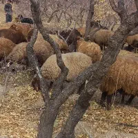 فروش ۶ راس میش ابستن