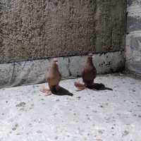 کفترساری قرمز