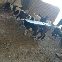 بز داشتی با بیگ|حیوانات مزرعه|دزفول, |دیوار