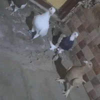 کفتر خوب زرند