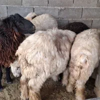 بره|حیوانات مزرعه|بهبهان, |دیوار