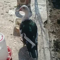 اردک اسراییلی|حیوانات مزرعه|ماهدشت, |دیوار