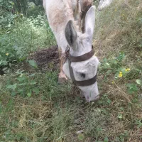 الاغ نر اخته