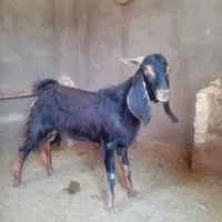 بزغاله نرچاق