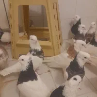 پرنده
