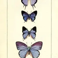 طلا گم شده