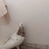 کفتر کله هما هفرنگ گمشده|پرنده|سبزوار, غرب نیروگاه|دیوار