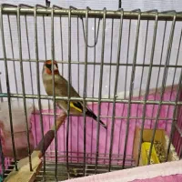 سهره دورگ زاغ بسیار درشت جوجه قفس