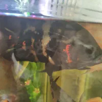 ماهی اسکار بزرگ|ماهی|شاهین‌شهر, عطار|دیوار