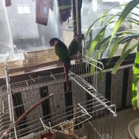 پرنده گرینچیک مولد