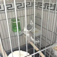 عروس هلندی وایت فیس