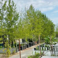 پولت-کمه-دلت-میخاد-تو-شمال-ملک-داشته-باشی-بخرش