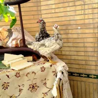 ۴ عدد مرغ گلین طوسی تازه تخم|حیوانات مزرعه|فولادشهر, زاینده رود|دیوار