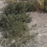 فروش زمین مسکونی ۳۳۰ متری روستای آقبلاغ مصطفی خان