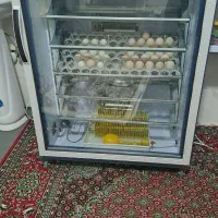 دستگاه جوجه کشی