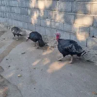 بوقلمون