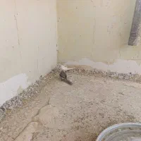 ۳ تا طوطی عروس پرهاشون کامل در نیومده. حدودا ۱ سال