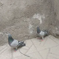 کبوتران گرفتنی  وجفت گاهی