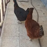 ۴ عدد مرغ تخم گزار