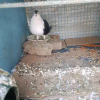 کفتر افغان وتهرانی