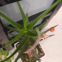 گیاه|گل و گیاه طبیعی|تهران, مشیریه|دیوار