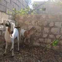 تیشتر سومال ونر بز سومال