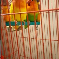 گمشده طوطی برزیلی