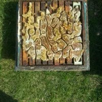 فروش ویژه زنبور با بهترین نژاد