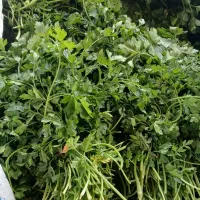 سبزیجات ارگانیک|عمده‌فروشی|نیشابور, خیام|دیوار