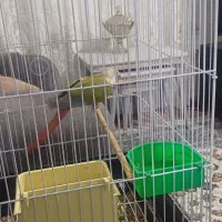 طوطی گرینچک|پرنده|اشنویه, |دیوار