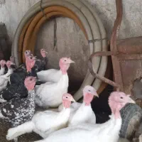 فروش بوقلمون