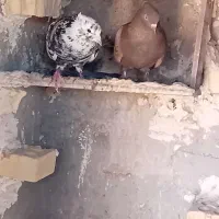چند عدد دمپاک