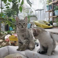 گربه dsh|گربه|شهریار, اسکمان|دیوار