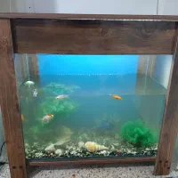 آکواریوم|ماهی|خرمشهر, |دیوار