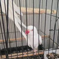 طوطی ملنگو سفید|پرنده|تنکابن, |دیوار