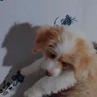 نژاد شیتزوپامرانین 4ماهه واکسن شده