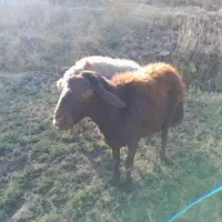 قوچ|حیوانات مزرعه|مریوان, |دیوار